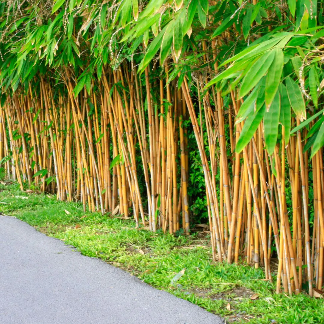 World Bamboo Day 2025: How Well Do You Know About the “National Bamboo Mission”?