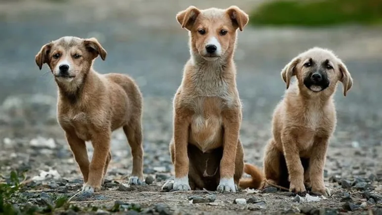 Life Imprisonment For Stray Dogs In Up:  New Law Says They’ll Be Caged In Shelter If They Bite Humans