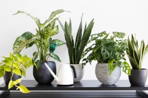 Plants that can survive zero sunlight.