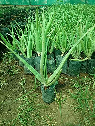 Planning to bring herbal vibes to your home? Aloe Vera can be your best medicinal herb!