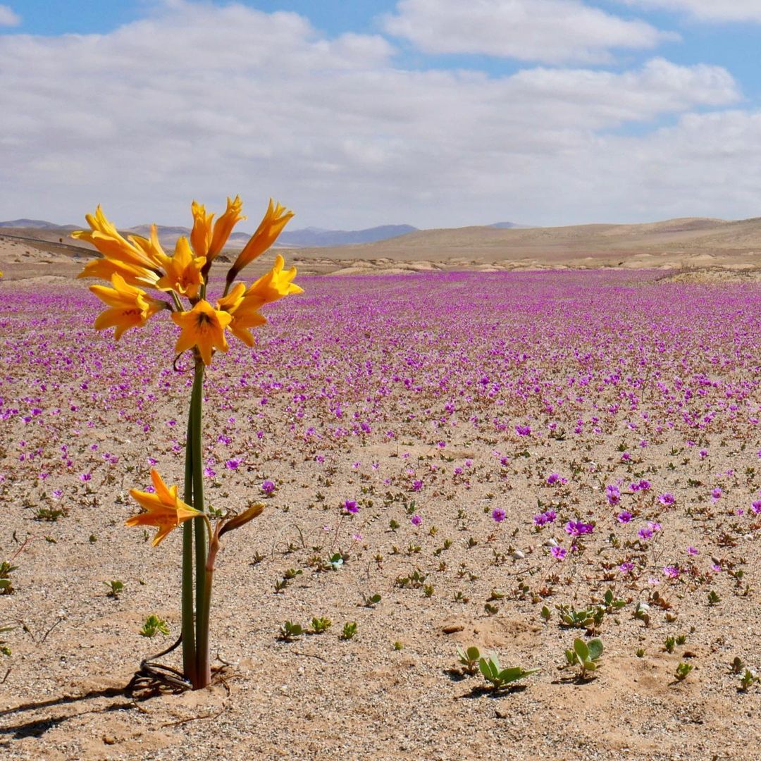 The Blooming Desert : Nature’s Most Rarest Wonder “ Desierto Florido”