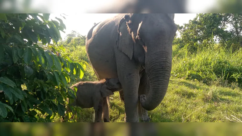 Elephant's Baby Named After Zubeen’s Iconic Song “ Mayabini”
