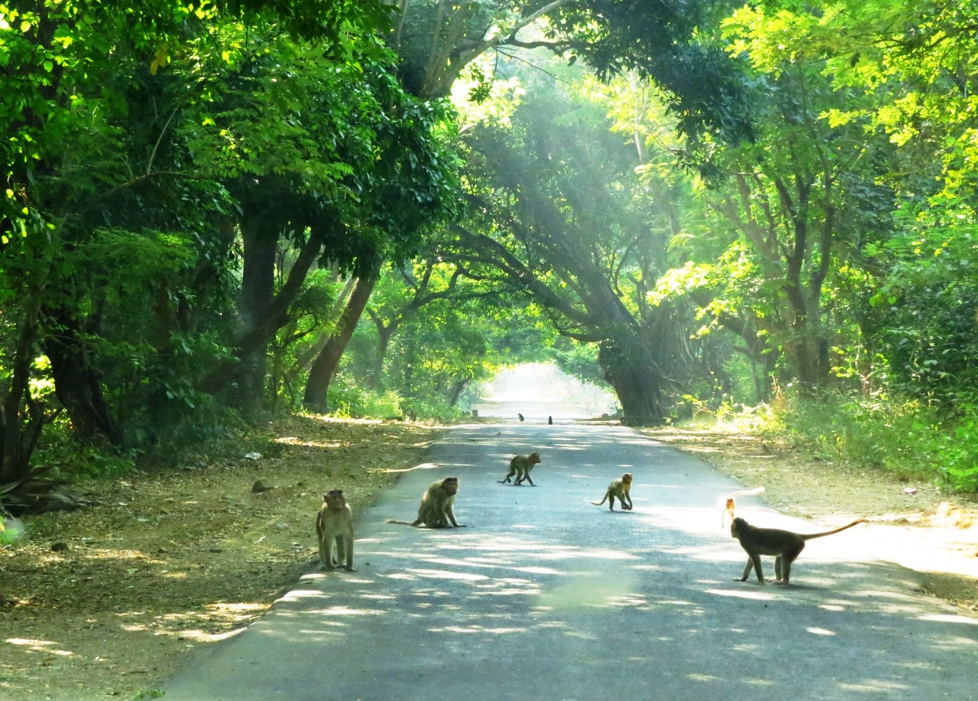 Development vs Biodiversity: The Controversy Around SGNP’s New Master Plan