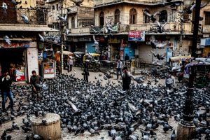 India’s Pigeon Boom