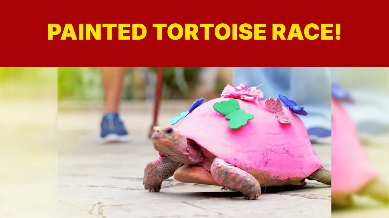 When Colourful Turtles Run: Turtle Race Festival In Venezuela When Colourful Turtles Run: Turtle Race Festival In Venezuela