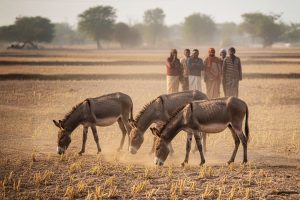 The Silent Tragedy of Donkeys