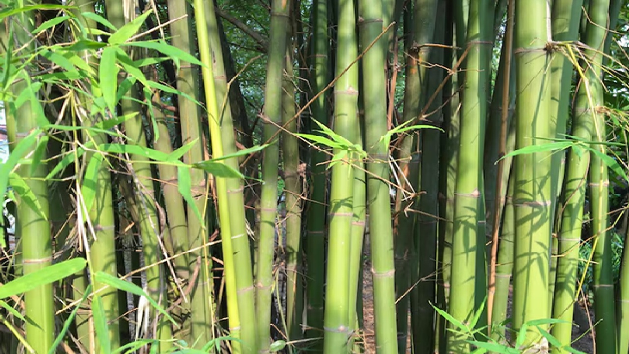 3,700 Year Old Bamboo Discovered in Manipur, Could Reveal India's Ice Age Mystery