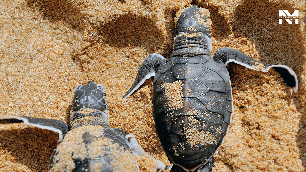 Popular especially for Olive Ridley sea turtles and the turtle festival in March and April, Velas beach in the Ratnagiri district of Maharashtra is a must-visit place to experience calmness and simplicity. Velas Beach is indeed a secluded coastal gem.