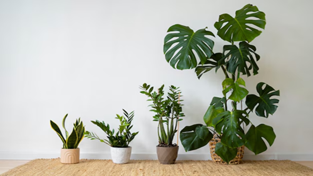 5 Best Indoor Plants Which Purify the Air and are Good for Health
