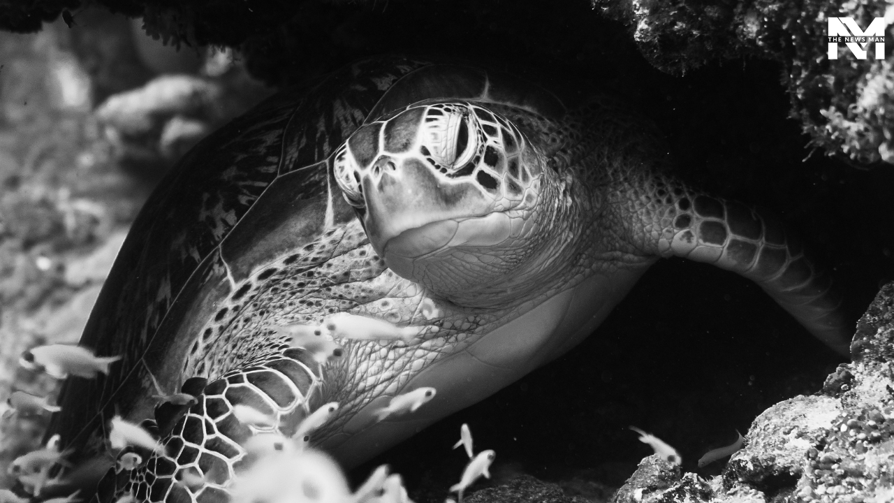 Turtle-watching Tour: To get a closer look at the exotic marine life of the Maldives, go turtle-watching. Alimatha Island, Herathera Island, and Naifaru Island are the hot spots for turtle-watching at its best.