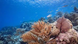 Oldest Dinosaur era Ocean Ecosystem