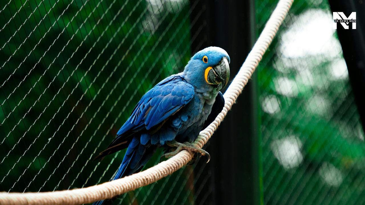 The most popular weekend getaway in Gurugram is the Sultanpur Bird Sanctuary, located 40 km from Dhaula Kuan, Delhi. The National Park is home to birds like Acacia Tortilis, Beris, Acacia Nilotica, and Neem.