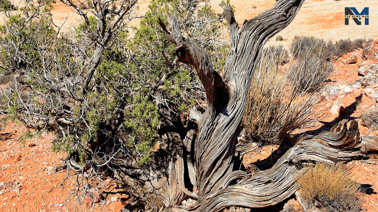 Great Basin Bristlecone Pine, commonly regarded as Methuselah, is Earth’s oldest living plant. As per the tree-ring data, this tree is entrenched in eastern California, is 4853 years old.