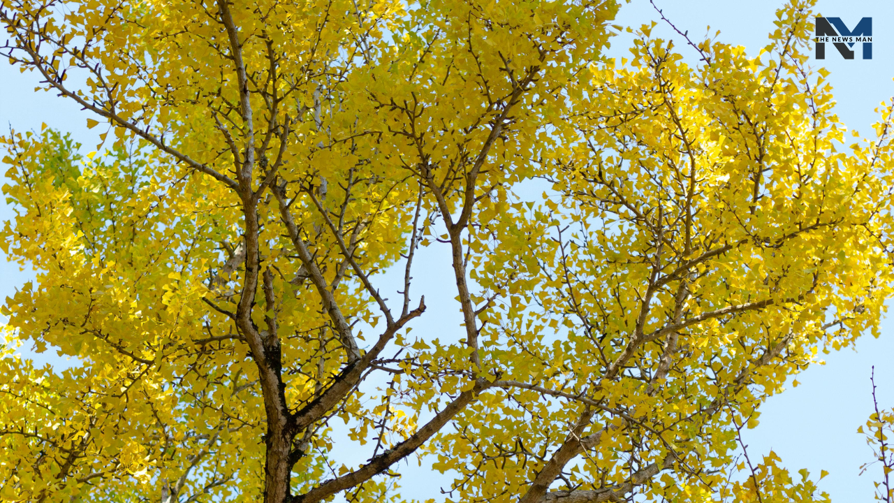 Gingko Tree’s roots can be traced by around the time of dinosaurs. With a fossil record of around 200 million years, it is a medicinal tree in China bearing beautiful, golden, fan-shaped leaves in Autumn.