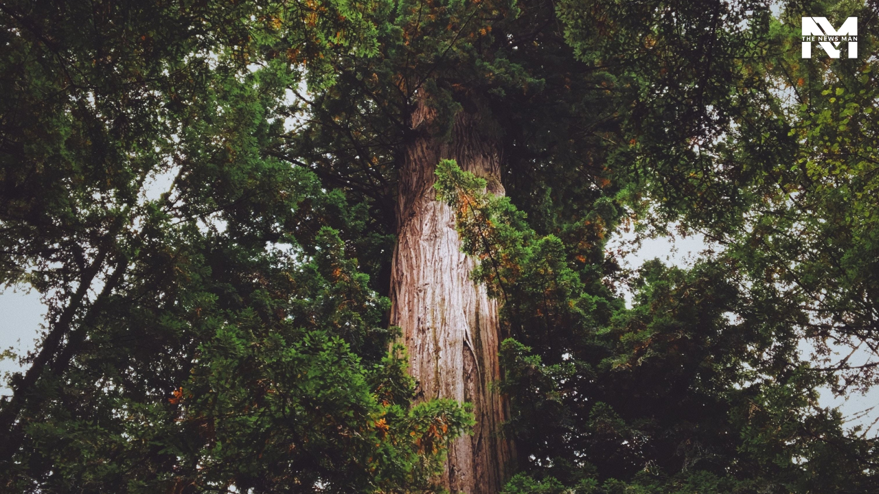 Coast Redwood is the world’s tallest tree, which grows on the misty coastline of Northern California. With a diameter of 8 meters, it can grow up to 115 meters tall.
