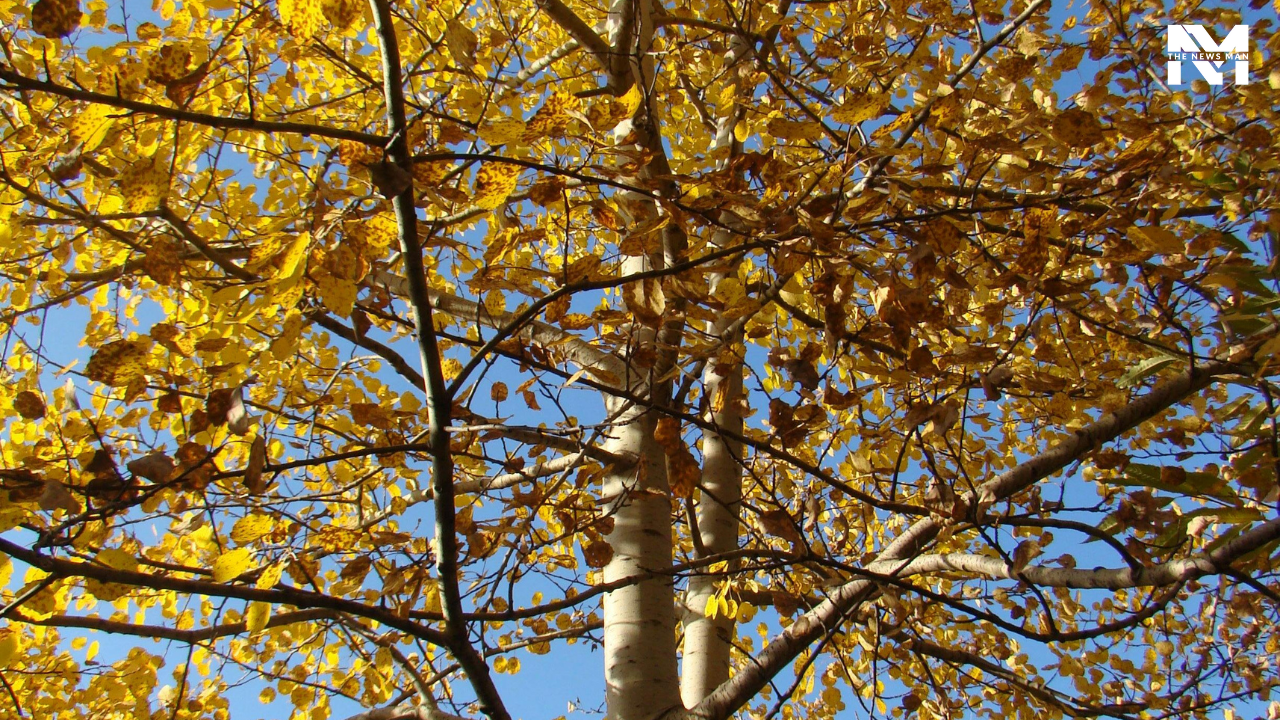 The Aspen Tree is the most widespread and prolific tree in North America. It is characterized by impeccable white bark and yellow leaves that tremble quickly. It follows a continuous root system, making one grove stretch over several acres.