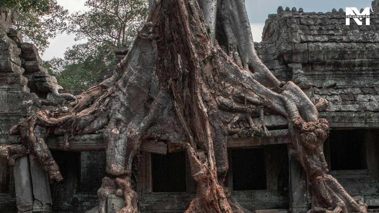 Ta Prohm temple complex is a Buddhist monastery and center of learning, which was built in 1186 and later abandoned by humans. Over 500 years ago, strangler figs and silk cotton trees began to grow inside the structure. The Strangler Fig Tree envelops the ancient ruins and forms a stunning display.
