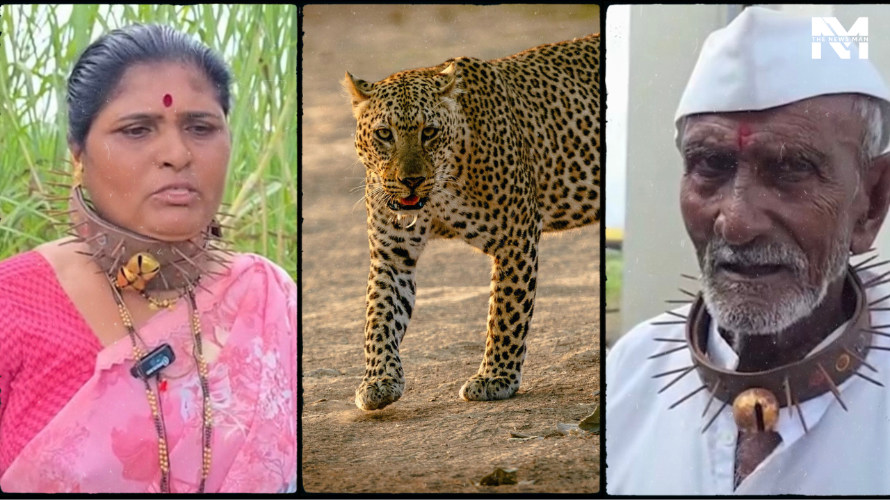 Pune News: Leopard Attacks Surge, Farmers Turn to Spiked Neck Bands for Protection