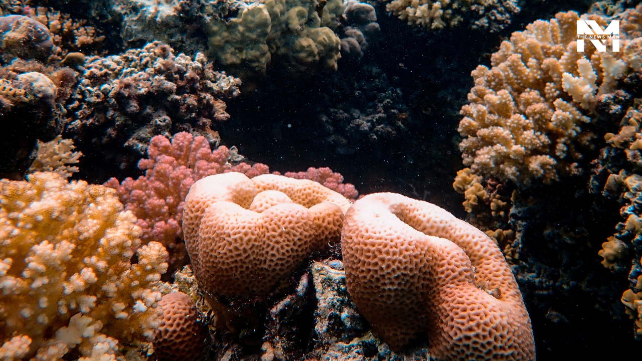 Places in Egypt like the Daedalus, Dahab, Marsa Alam, and Elphinstone Islands made diving in the Red Sea popular. The Red Sea boasts shipwrecks, coral reefs, rays, turtles, dolphins, and dugongs. Though Egypt is all about liveaboard diving, it also invites budget travelers for affordable scuba diving day trips.