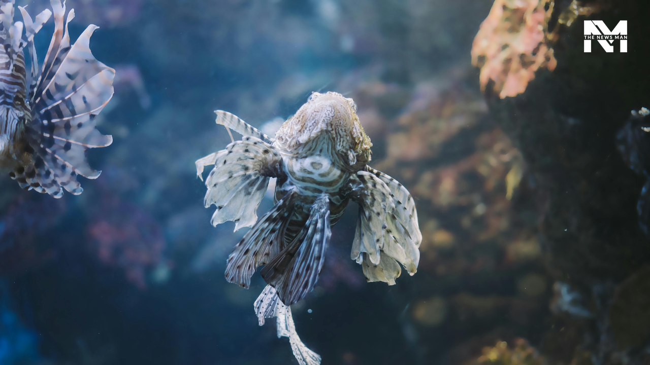 Indonesia is indeed a dreamy destination for swimmers and seasoned divers. It boasts 75% of the world's coral species and a diverse range of fish. Most popular scuba diving spots include Raja Ampat, Nusa Lembongan, Labuan Bajo, and Tulamben.