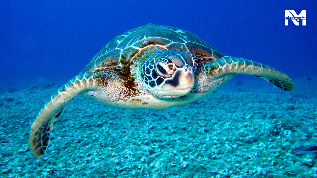 7 Must-visit Destinations for Scuba Diving to Get a Thrilling Experience