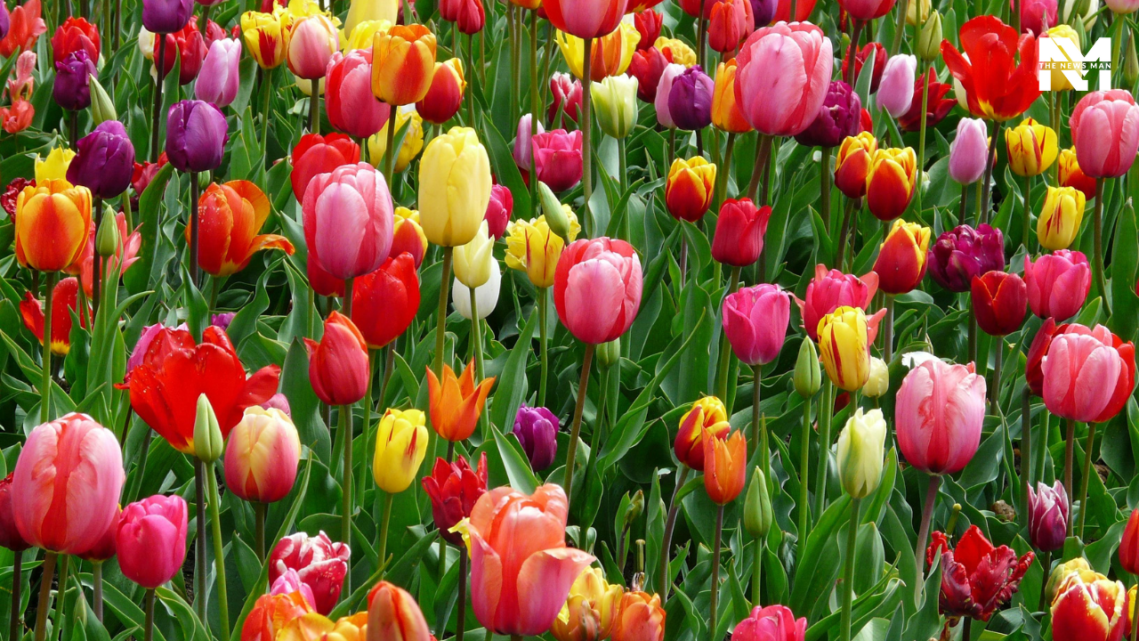 Renowned for its meadows of endemic alpine flowers and the variety of flora, the Valley of Flowers in Uttarakhand is nothing short of a dream. The stunning Himalayan landscape complements the outstanding biodiversity, offering you a magical experience to be treasured for a lifetime.