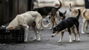 Mumbai Moves to Regulate Feeding of Stray Dogs and Cats, Designating Official “Feeding Zones”