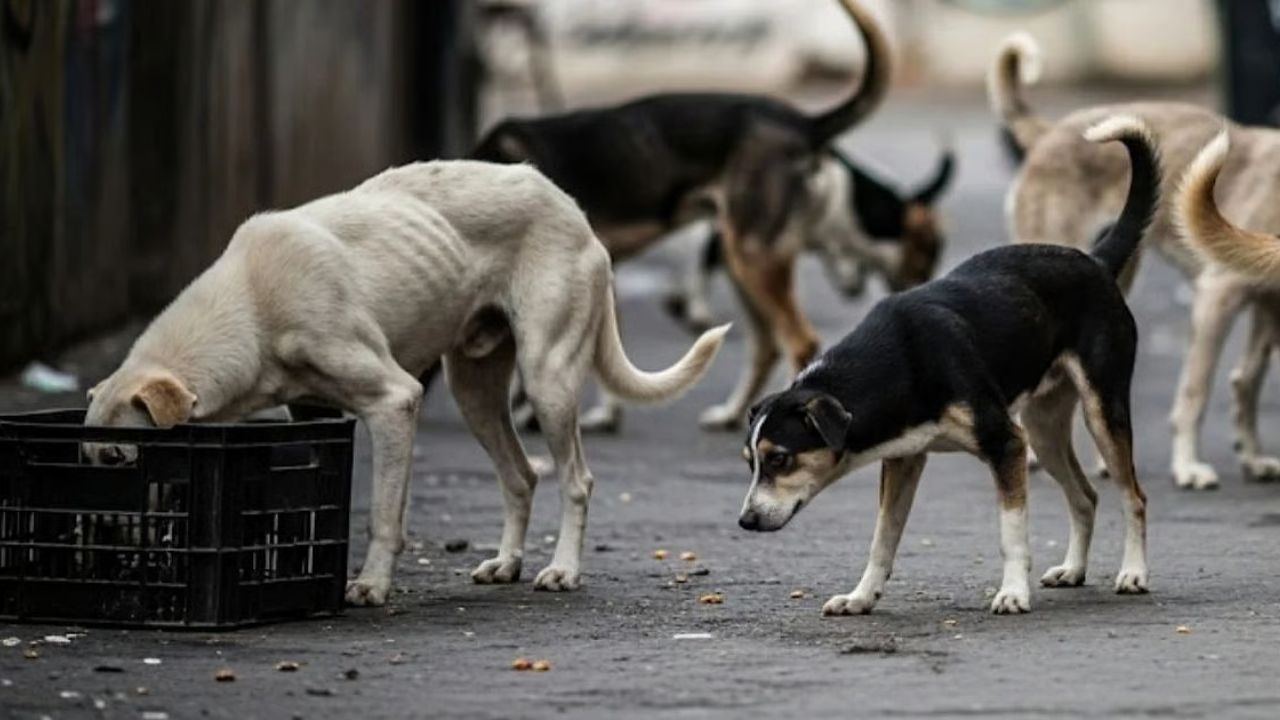 Mumbai Moves to Regulate Feeding of Stray Dogs and Cats, Designating Official “Feeding Zones”