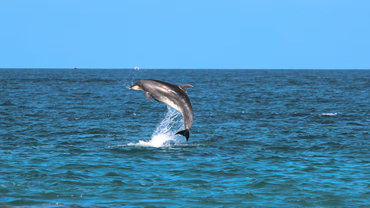 Andaman & Nicobar Islands: 
Bottlenose, spinner and Indo-Pacific humpback dolphins are frequently found in the pristine waters of the Andaman & Nicobar Islands.
