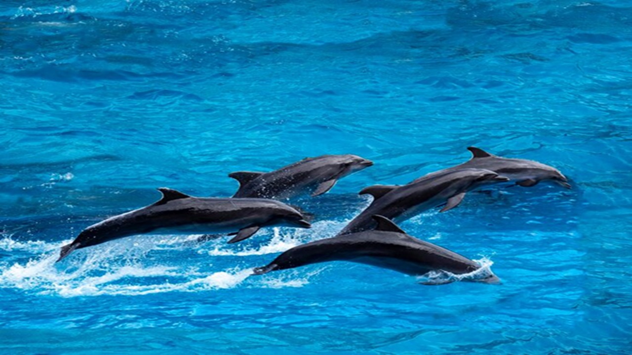 Lakshadweep Islands: Watching spinner and common dolphins in the pristine seas of Lakshadweep is ideal. November through March is the ideal time to go to Lakshadweep for dolphin watching since it's the dry season.