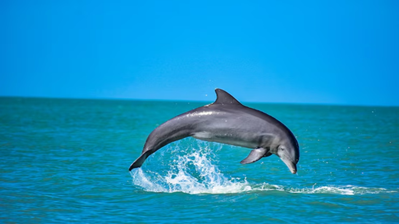 Odisha: The Chilika Lake in Odisha is the greatest spot to see the unusual Irrawaddy dolphins, which are distinguished by their spherical heads and lively aquatic behavior.
