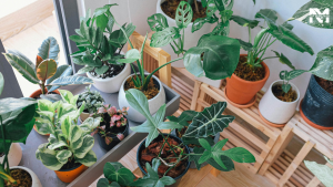 Boost Your Health: Top 5 Must-Grow Herb Plants at Home