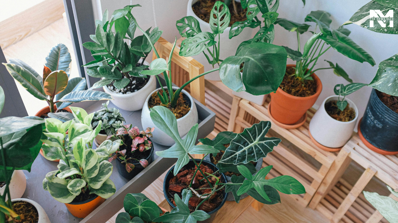 Boost Your Health: Top 5 Must-Grow Herb Plants at Home