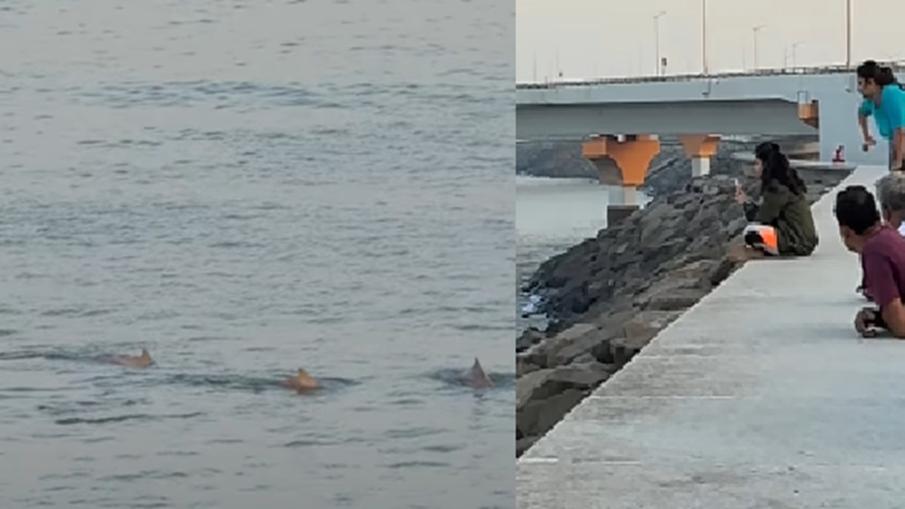 Dolphins Spotted Near Worli Sea Face, Witness the Rare Moment, Watch Video