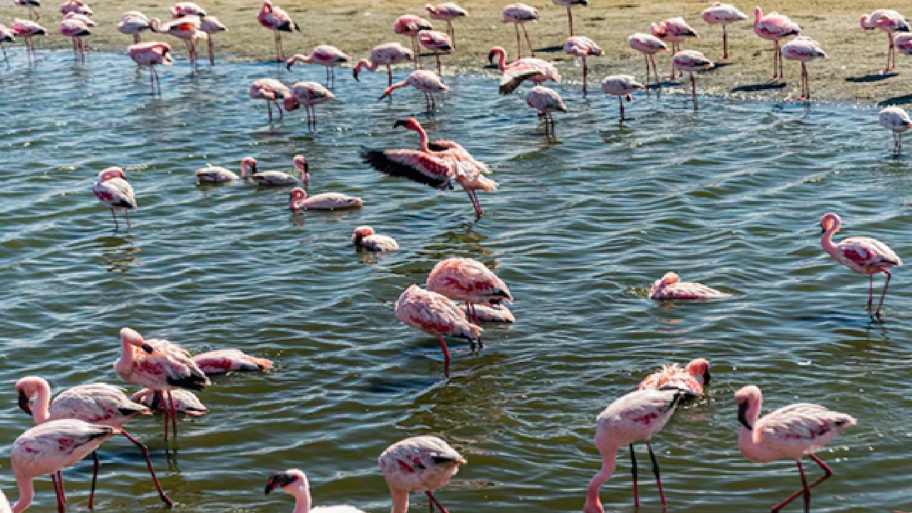 The Pink Season Begins, First Flock Of Flamingos Arrived in Thane Creek