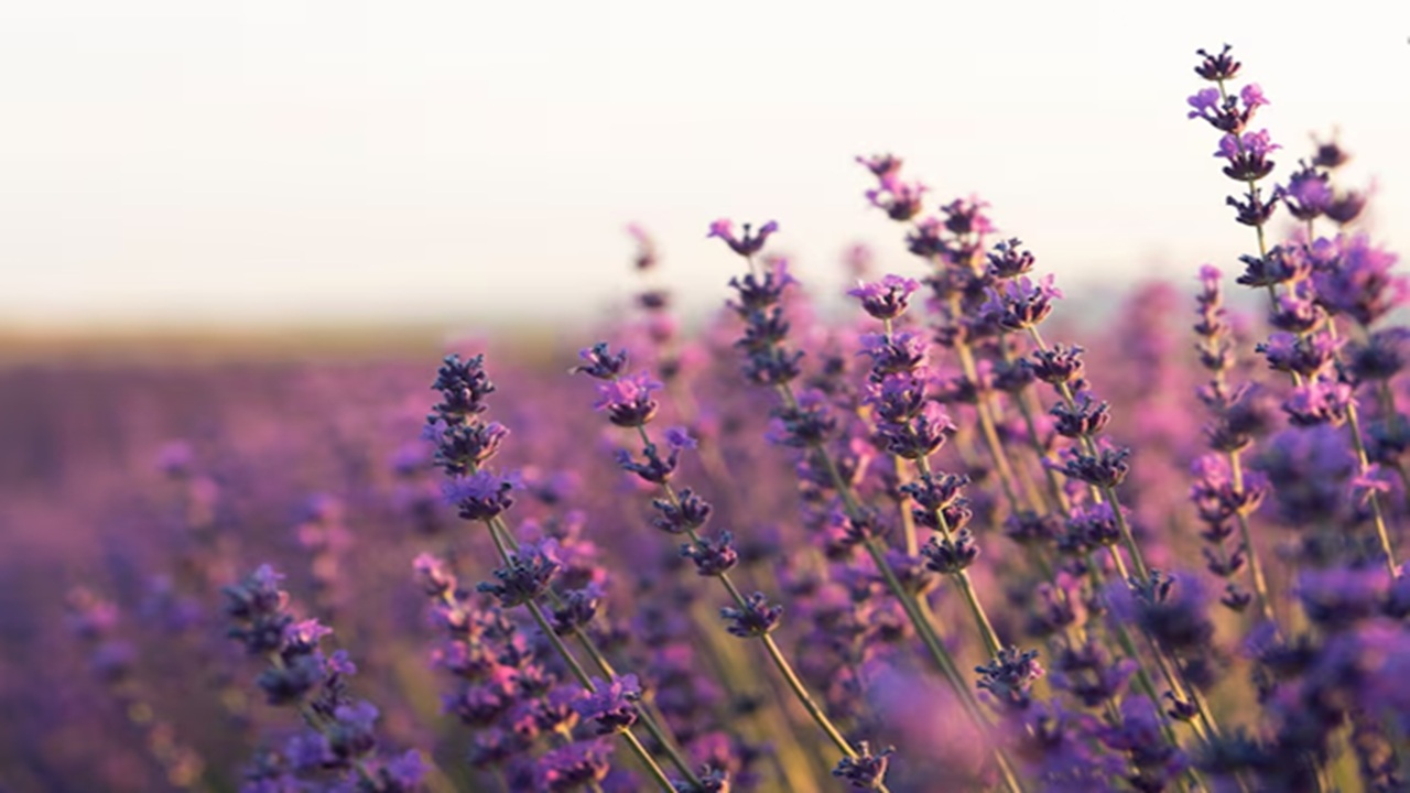 Health Benefits of Lavender: How This Beautiful Flower Supports Both Physical and Mental Wellness