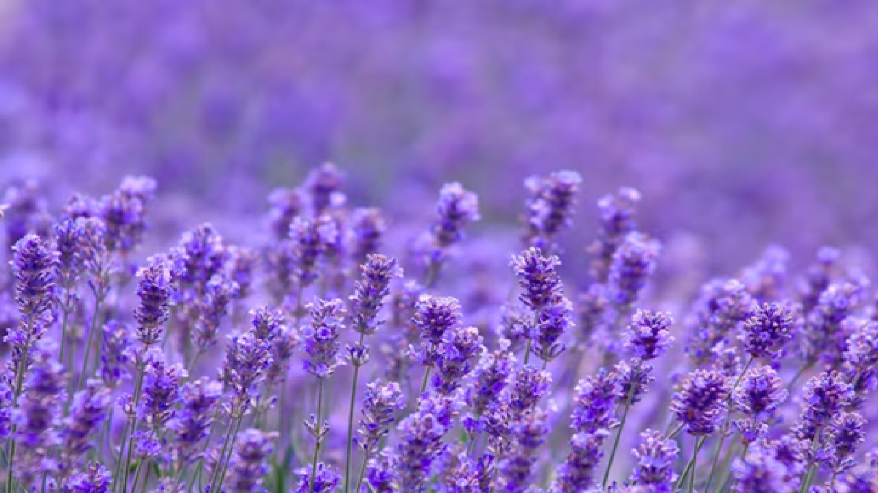 The scent of lavender can soothe the nervous system, lessen anxiety and reduce restlessness.