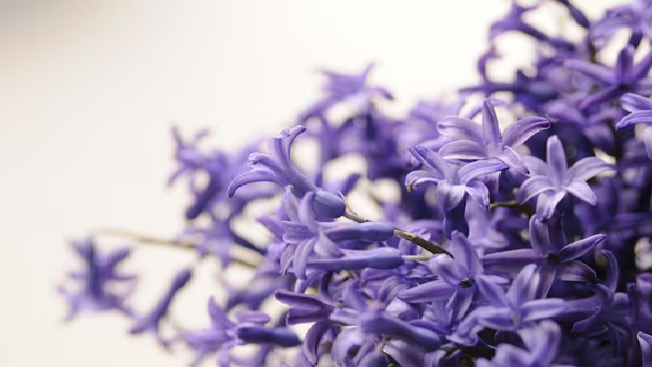 Lavender inhalation can help people get a better night's sleep and feel more revitalized. Some chemicals in lavender have beneficial effects on the brain, which can lift your mood.