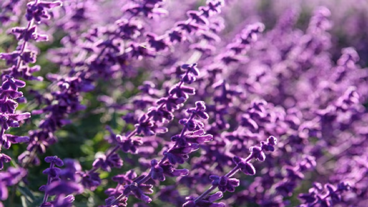 It promotes cell regeneration and aids in the treatment of acne, eczema, burns and wound healing in general due to its antibacterial and anti-inflammatory characteristics. It also prevents hair fall and dandruff.