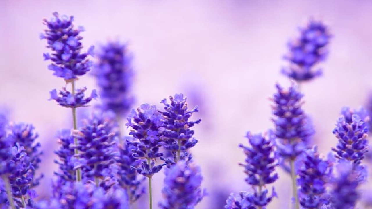 In addition to using diluted essential oil on skin or diluted in baths, you may also diffuse essential oil or use it in pillow sprays.