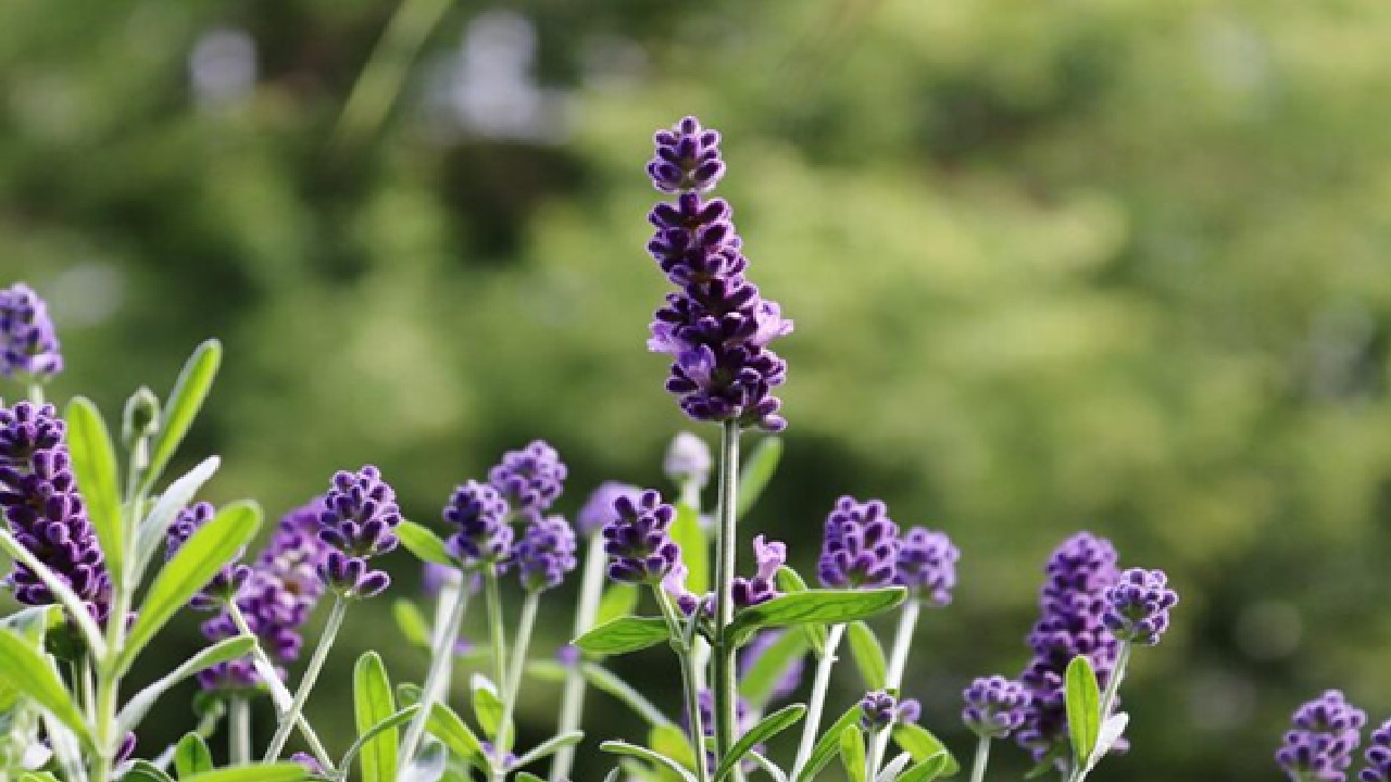 Lavender oil can be inhaled to help lower blood pressure and heart rate. (Disclaimer: Given the input is on an information basis, please seek professional advice.)