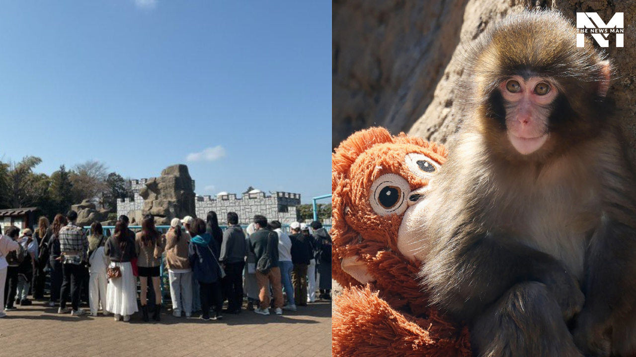 Viral Baby Monkey Punch Attracts More Than Average Visitors to Japanese Zoo, Over 11,000 People Already Visited