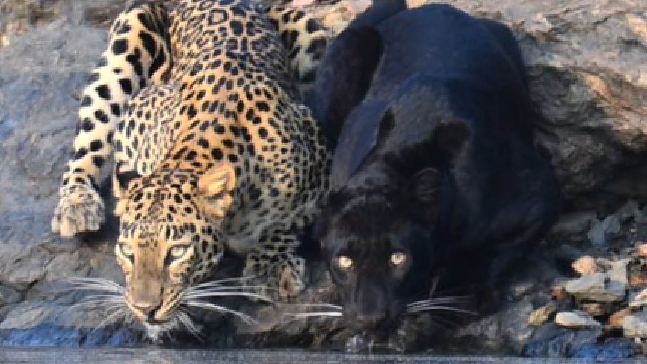 Rare Encounter: Black Panther and Leopard Spotted Together Drinking Water at Bhadra Tiger Reserve, Karnataka