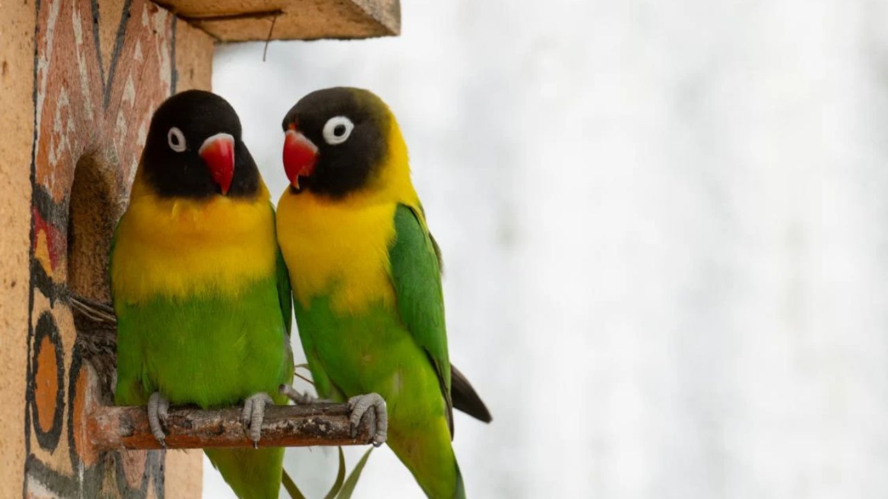 Lovebirds Are Real Birds: The term 'lovebird' isn't just a romantic metaphor; it's also the name for a captivating parrot species, the Agapornis. They are known for their strong pair bonds and inseparable nature.