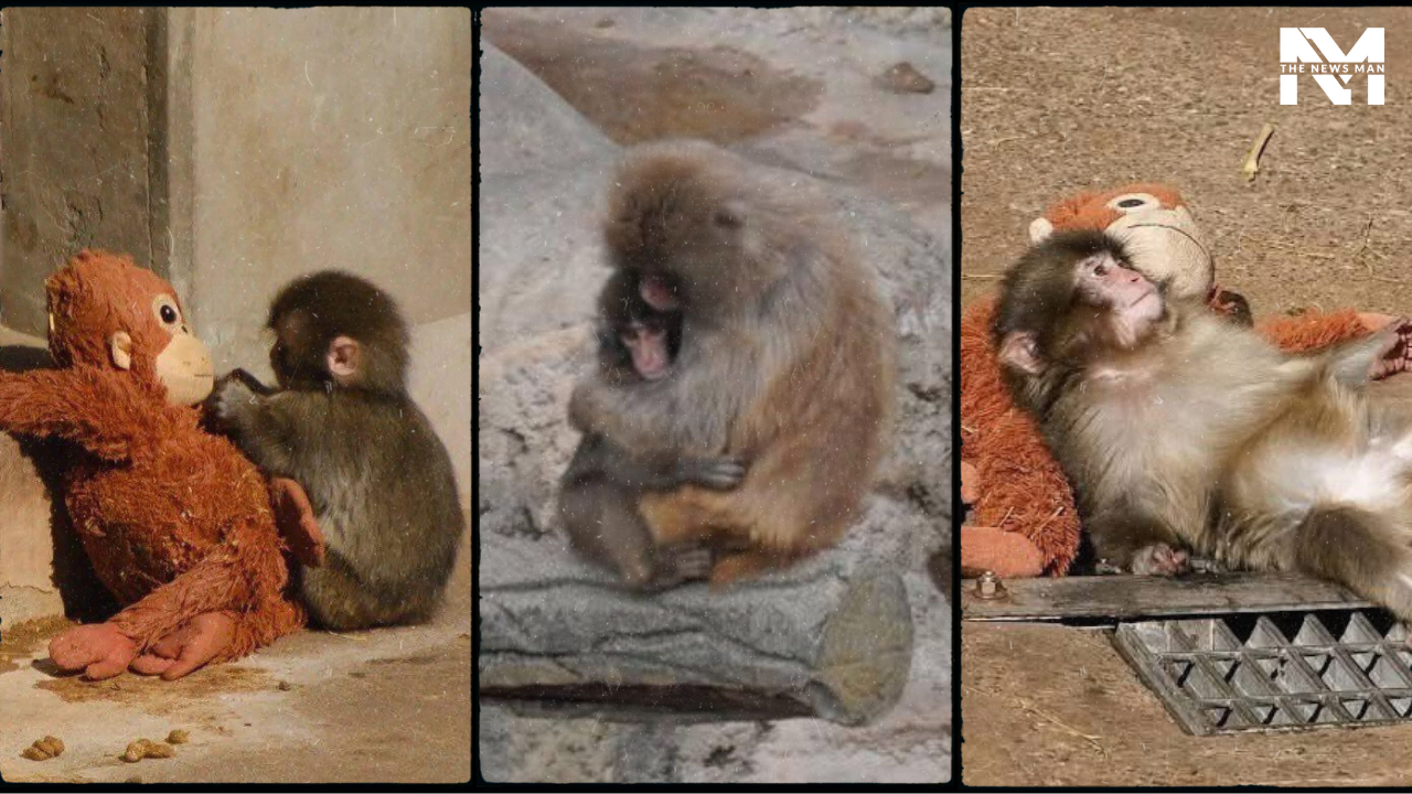 Viral Baby Monkey ‘Punch’ Makes New Friends But Still Drags His IKEA Plushie Around