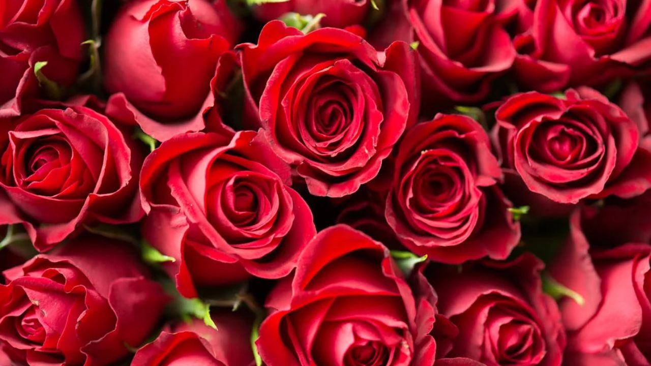 Red Roses: Nearly 250 million roses are grown in preparation for Valentine's Day each year, all around the world, and shipped to the U.S.