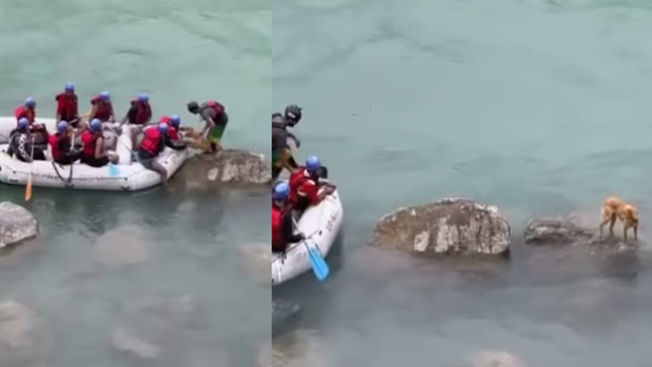 Watch: Rafters Rescue Dog Stranded in Surging Ganga River in Rishikesh, Received Praise on Internet