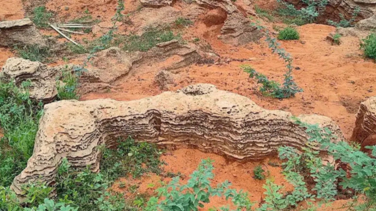 12,000 Year Old Fossil Bed Discovered in Tamil Nadu, ZSI Confirms