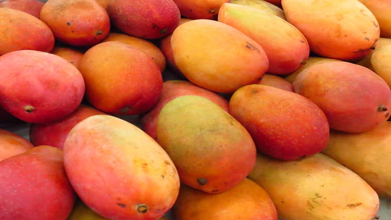 Everyone enjoys the Alphonso mango because it is sweet, tasty and delicious. You can now make mouth-watering recipes from the mangoes at home for the summer retreat.
