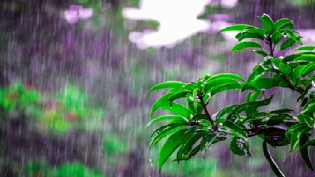 IMD Issues Orange Alert For Mumbai, Thane, Palghar, Konkan and Surrounding Areas